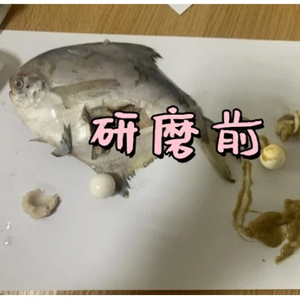 低溫環(huán)境下用冷凍研磨儀對(duì)鳊魚肉研磨實(shí)驗(yàn)|保證生物活性