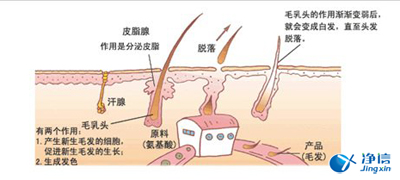 毛發(fā)生長圖